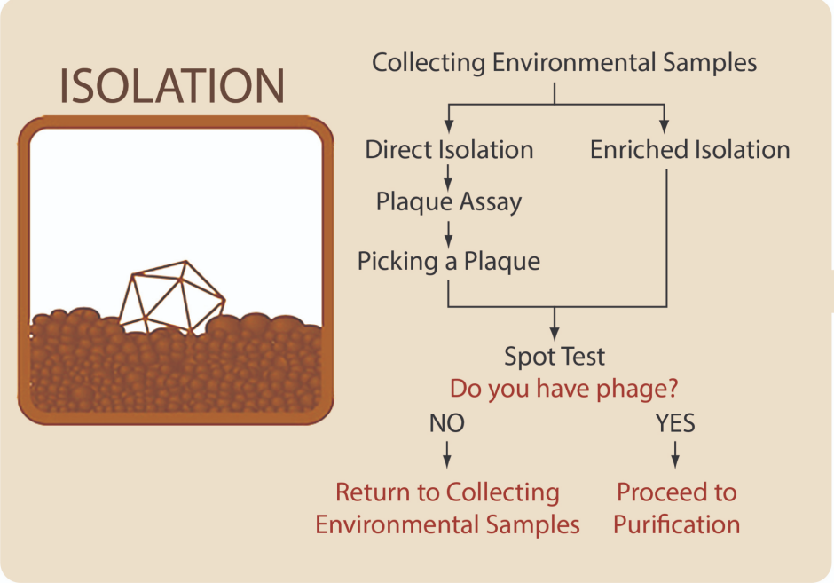 trial|A flowchart for isolation: collecting environmental samples branches in two directions. One direction leads to direct isolation, then plaque assay. The other direction leads to enriched isolation then spot test. Both branches then point to the question: do you have phage? If no, then return to collecting environmental samples. If yes, then proceed to purification.