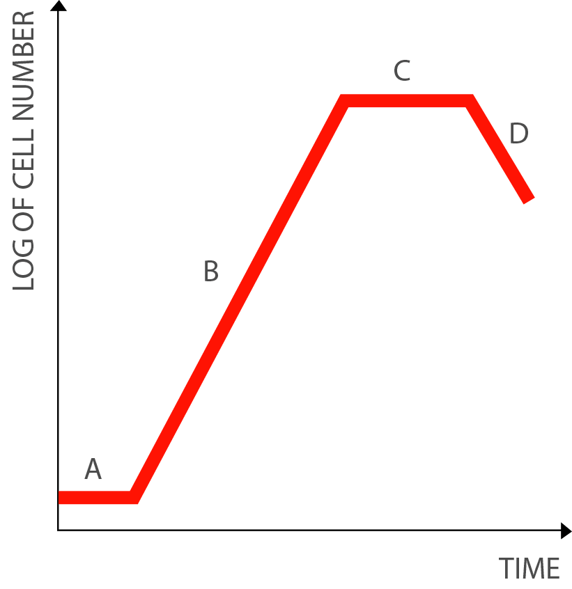 A line graph with the x-axis representing time and the y-axis representing the log of cell number. A red line begins with a  short horizontal plateau near zero labeled A, following by a steep positive slope labeled B, followed by a horizontal plateau labeled C, followed by a steep negative slope labeled D.