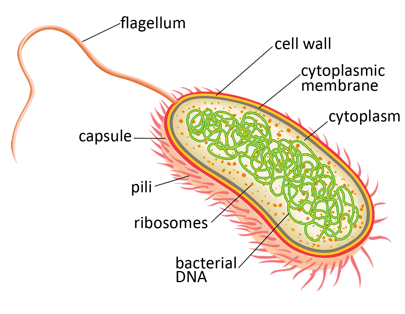 Illustration of an oval diagram with hairs protruding around the edge labeled pili and one long tail extending from one end labeled flagellum. The outside of the oval has three layers: the outide is labeled capsule and the middle is labeled cell wall and the inside is labeled cytoplasmic membrane. The medium inside the oval is labeled cytoplasm. Red dots inside the oval are labeled ribosomes and green tangled string-like structures are labeled bactierial D-N-A. 