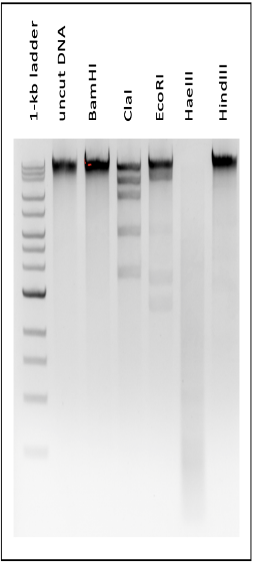 A photograph of a gel with D-N-A bands from the elecrophoresis apparatus. There are seven lanes marked 1-k-b ladder, uncut D-N-A, and 5 different enzymes. 