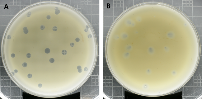 An image with two pictures labeled A and B. Picture A shows a circular opaque container covered with transparent round spots. Picture B shows a circular opaque container covered with less opaque round spots.