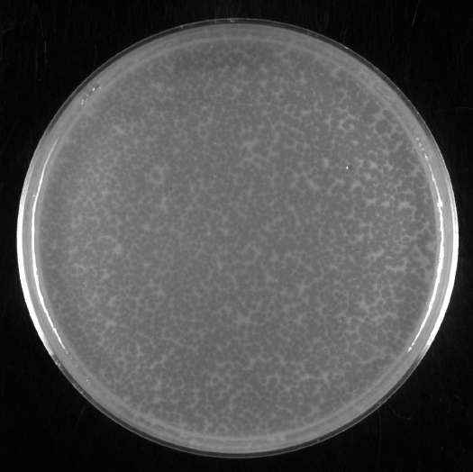 A picture of an opaque plate with numerous lightly transparent circles.