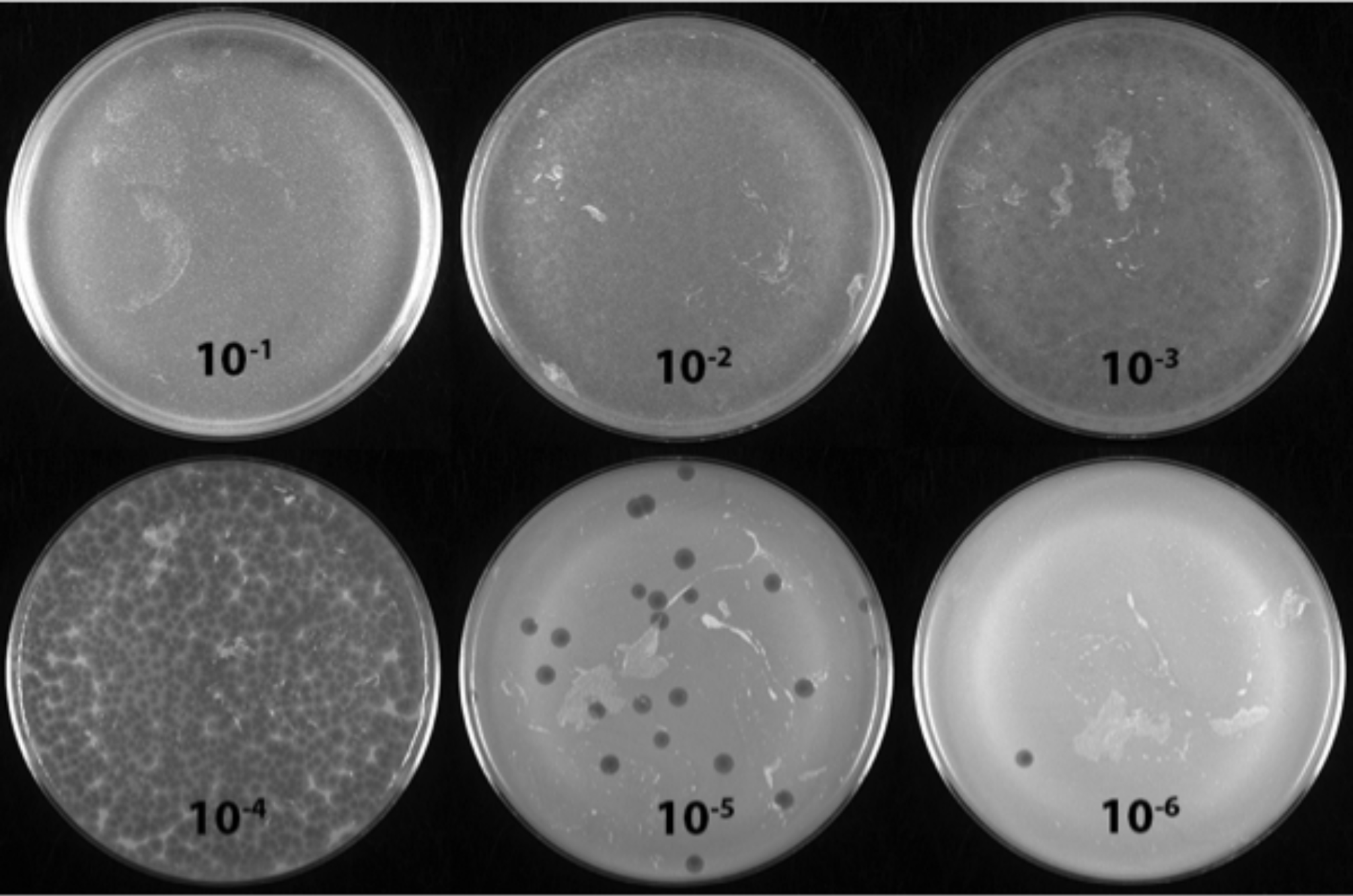 Image is a picture of 6 opaque petri dishes marked 10 to the negative one through 10 to the negative 6. The first two plates are fully opaque. The third has numerous lightly transparent small circle. The forth shows numerous transparent circles. The fifth shows fewer transparent circles and the sixth shows one transparent circle. 