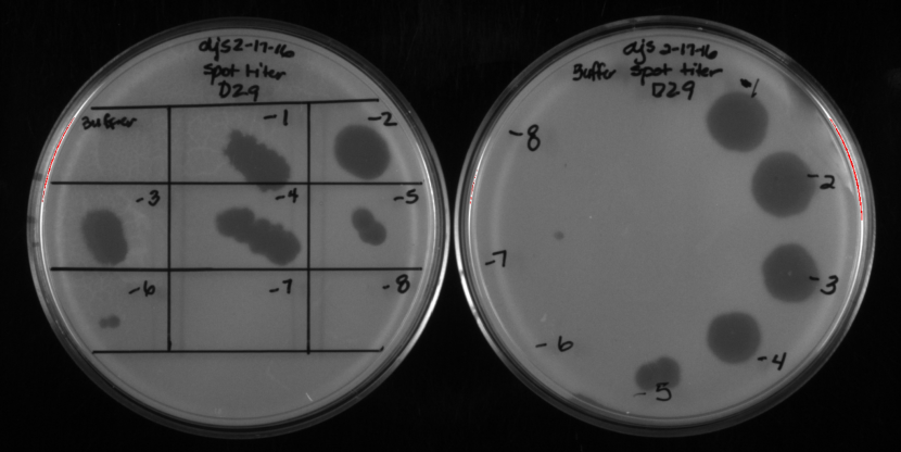 A picture of two opaque plates. The plate on the right is marked with a 3 by 3 grid with number notations from negative one through negative 8. Five areas of transparent spots fill the cells marked negative one through negative 5. The plate on the left has 5 large transparent spots around the edge of the plate. The plate is marked with number notations negative one through negative 8 and the spots are next to notations negative one through negative 5. 