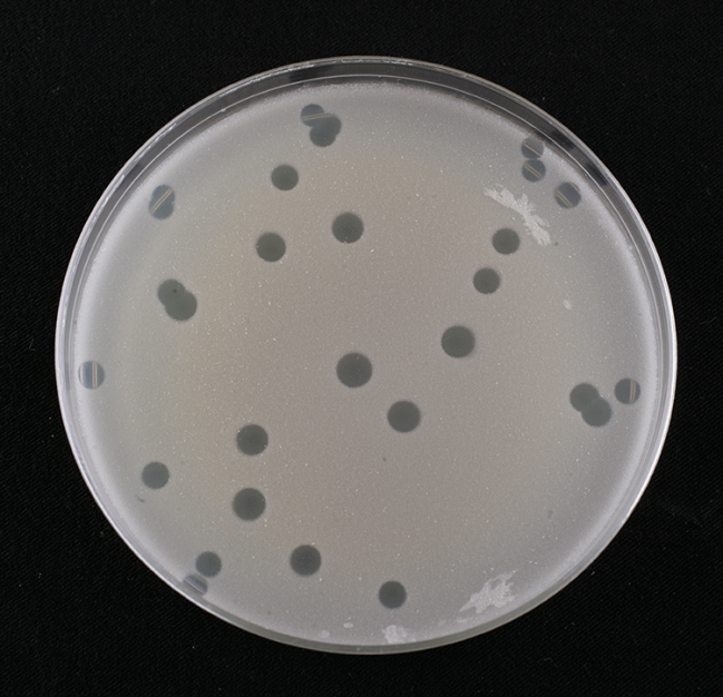 Picture of a an opaque circular dish covered with transparent round spots.
