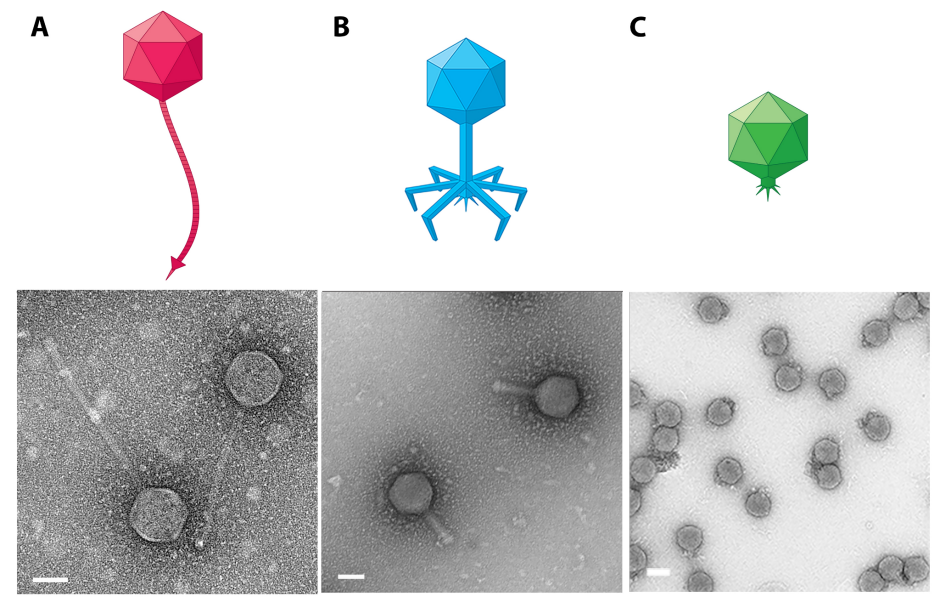 Illustrations of three types of phages and the electron micrograph pictures.  Mycobateriophage scarlette is labeled A and is a multifaceted geometric shape with a long tail with a cone at the end. Mycobateriophage gabriel is a multifaceted geometric shape with a shorter tail and six prongs at the end. Cyanobacteriophage Syn5 is a multifaceted geometric shape with almost no tail and spikes at the end.