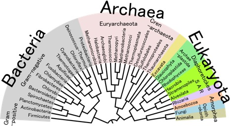 Diagram of a phylogentic tree showing the evolutionary relationships of the ribosomal R-N-A sequences of bacteria, archaea, and eukaryota.