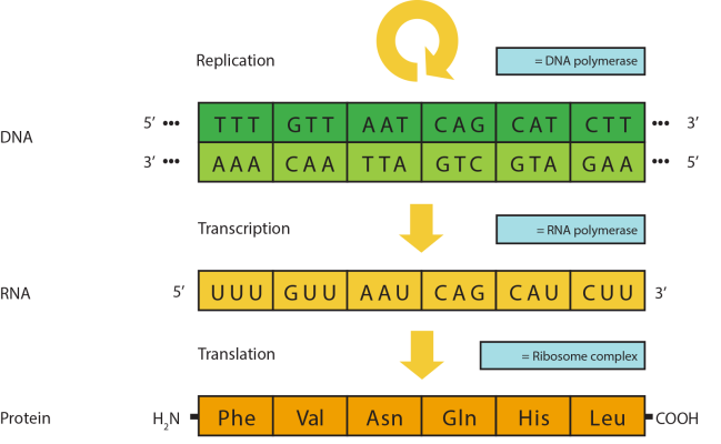 A detailed illustration of with three rows labeled D-N-A, R-N-A , and protein, with D-N-A, R-N-A and protein sequence illustrated in each row. There is a circular arrow above the D-N-A sequence with the labeled replication and D-N-A polymerase. There is an arrow from the D-N-A sequence to the R-N-A sequence labelled transcription and R-N-A polymerase. There is an arrow from the R-N-A sequence to the protein sequence labelled translation and robosome complex.