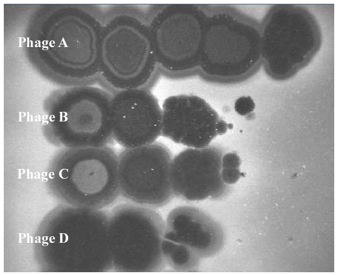A picture of four rows labeled phages A through D. Phage A shows five large dark spots. Phage B an C show three large dark spots and one very small one. And phage D shows two large dark spots and a smaller one.