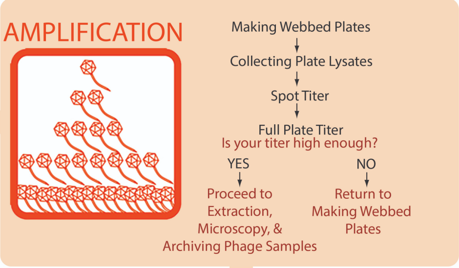 A flowchart for amplification: making webbed plates leads to collecting plate lysates leads to spot titer leads to full plate titer and then the question: is your titer high enough? If no, then return to making webbed plates. If yes, then proceed to extraction, microscopy and archiving phage samples.