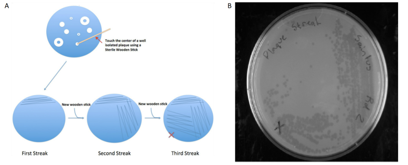 Image has two parts: on the right, labeled A, is an illustration of 4 blue circles. The first has white spots of various sizes with a stick pointing to one labeled: touch the center of a well isolated plaque using a sterile wooden stick. Three blue circles underneath show lines across the plate, labeled first streak, second streak and third streak with arrows between each circle labeled new wooden stick.  There is a red x on the side of the circle marked third streak. On the left is a picture of a opaque plate labeled plaque streak and lightly transparent circles along streaks in areas on the plate. There is an x marked on the lower part of the plate.