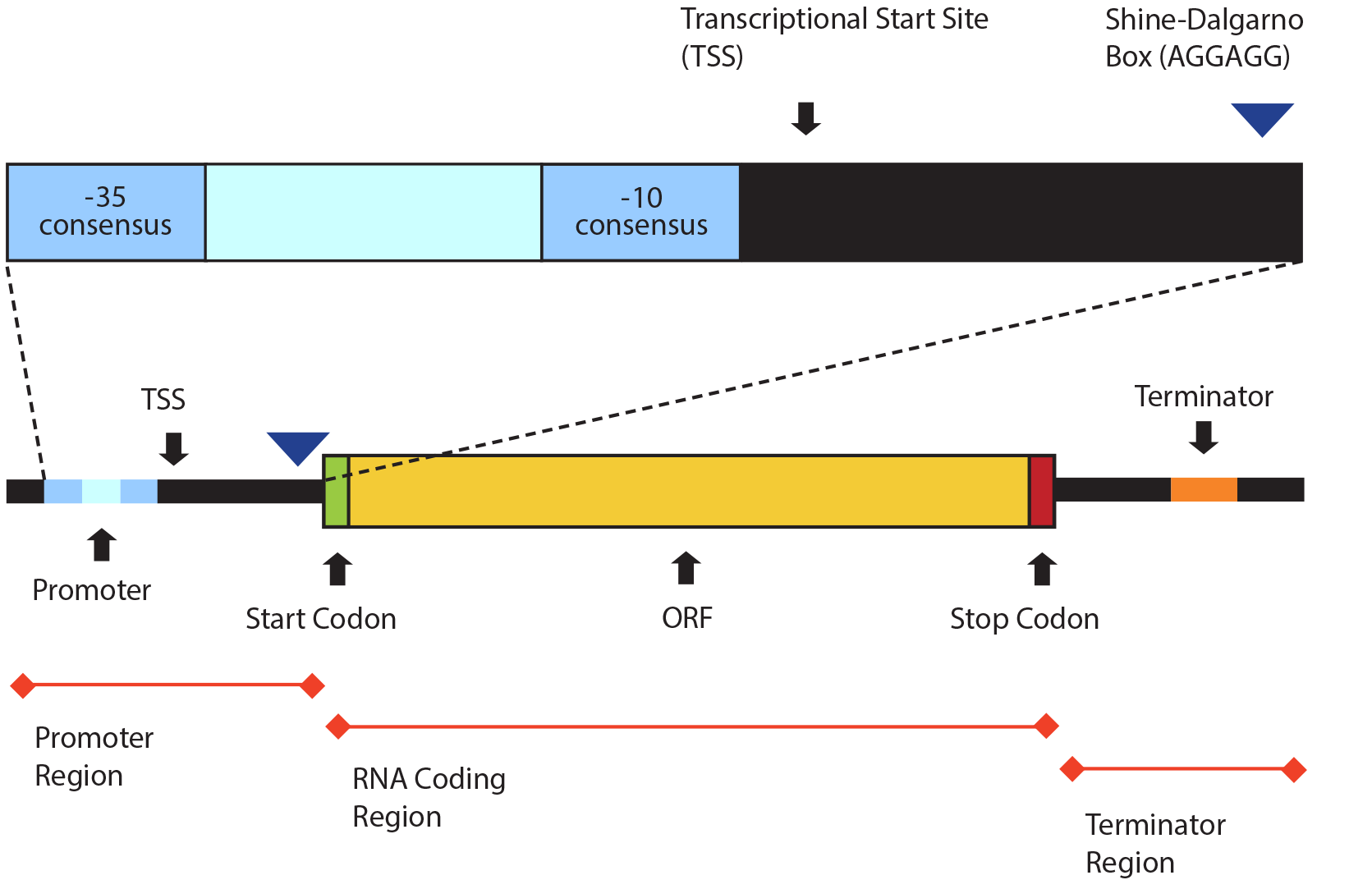 A more detailed illustration of the gene structure with the promoter region expanded to show the blue stripes as negative 35 consensus and negative 10 consensus and the black area next to the blue stripes as the transcriptional start site and the end of the black area as the shine-dalgarno box with sequence A-G-G-A-G-G. The yellow oblong shape labeled O-R-F is has a green stripe on the left labeled start codon and a red stripe on the right labeled stop codon. The orange stripe in the black section to the right of the O-R-F is labeled terminator.