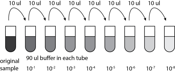 An illustration of 9 partially-filled tubes, each containing 90 microliters, with a progressively increasing lighter color in each from left to right. The first tube on the left is labeled original sample and the rest are labeled 10 to the negative one through 10 to the negative 8. An arrow labeled 10 microliters is drawn between each tube.