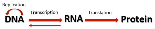 A flowchart starting with D-N-A and a thick arrow pointing to R-N-A labeled transcription and a thick arrow pointing from R-N-A to protein labeled translation. There is a small arrow pointing back to D-N-A and an arched arrow above D-N-A  labeled replication. 