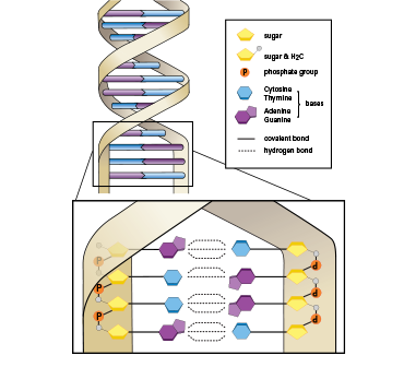 An illustration of the structure of D-N-A. The top of the illustration shows a twisted ladder with double-colored rungs. The lower part of the illustration zooms in on one section of the ladder to show the hydrogen bonds between the bases of adenine, guanine, thymine and cytosine and the covalent bonds with the sugars and phosphates.