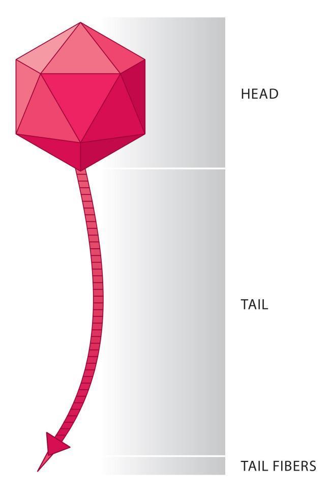 Illustration of a phage with a multi-faceted geometric head with a long strand extending below labeled the tail and a cone shape at the bottom of the tail labeled tail fibers.