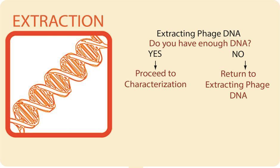 A flowchart for extraction: extracting phage D-N-A leads to the question: do you have enough D-N-A? If no, then return to extracting phage D-N-A. If yes, then proceed to characterization.