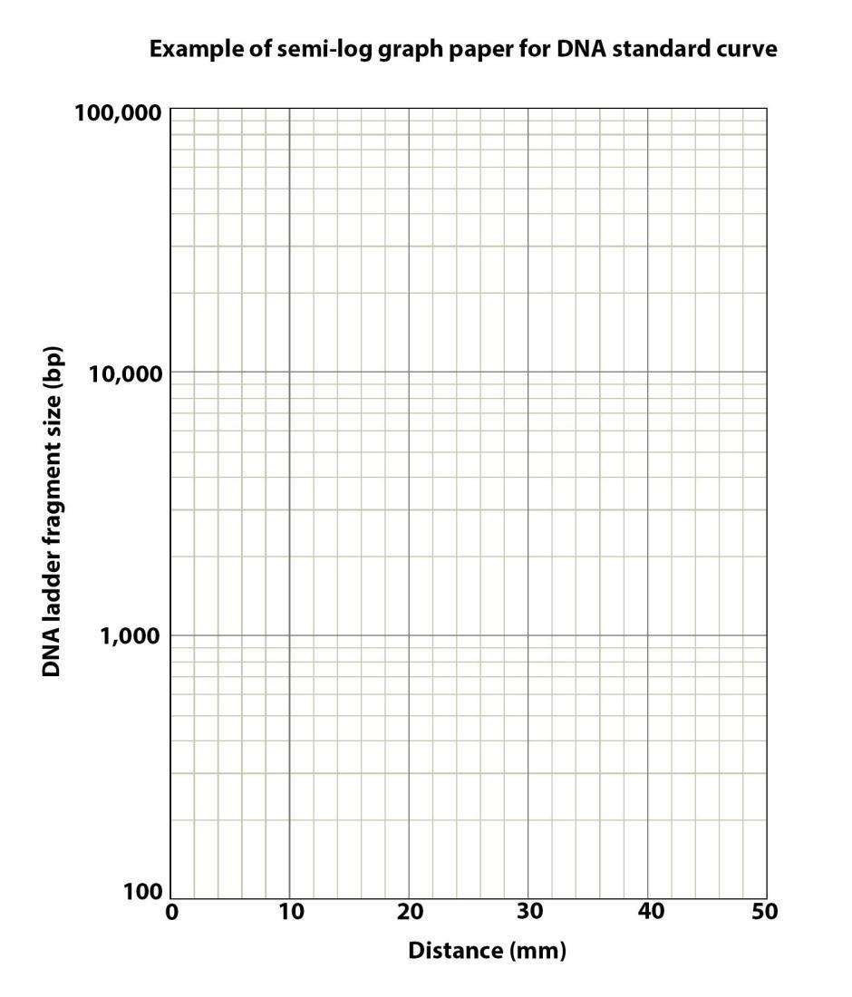 Example of a semi-log graph paper for D-N-A standard curve. Distance is on the x-axis measured in millimeters ranging from zero to 50 in 10 millimeter increments. D-N-A ladder fragment size in b-p is on the y-axis with values ranging from 100 to 100,000.