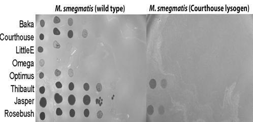 A picture showing portions of two different plates next to each other.  Eight phages are labeled by row along the side of the photograph from top to bottom: baka, courthouse, little E, omega, optimus, thibault, jasper, and rosebush. The plate on the left is labeled M. smegmatis wild type and has varying numbers of dark spots in each of the phage rows. The plate on the right is labeled M. smegmatis courthouse lysogen and has several dark spots only in the phage rows thibault and rosebush.